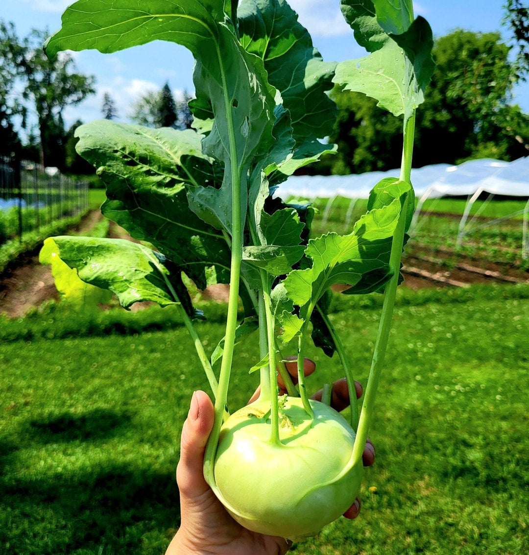 Légumes Frais / Fresh Veggies
